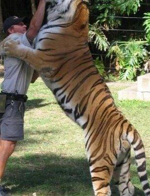 更大老虎是谁